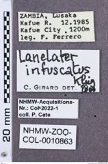 Etikette zu Lanelater infuscatus (NHMW-ZOO-COL-0010863)